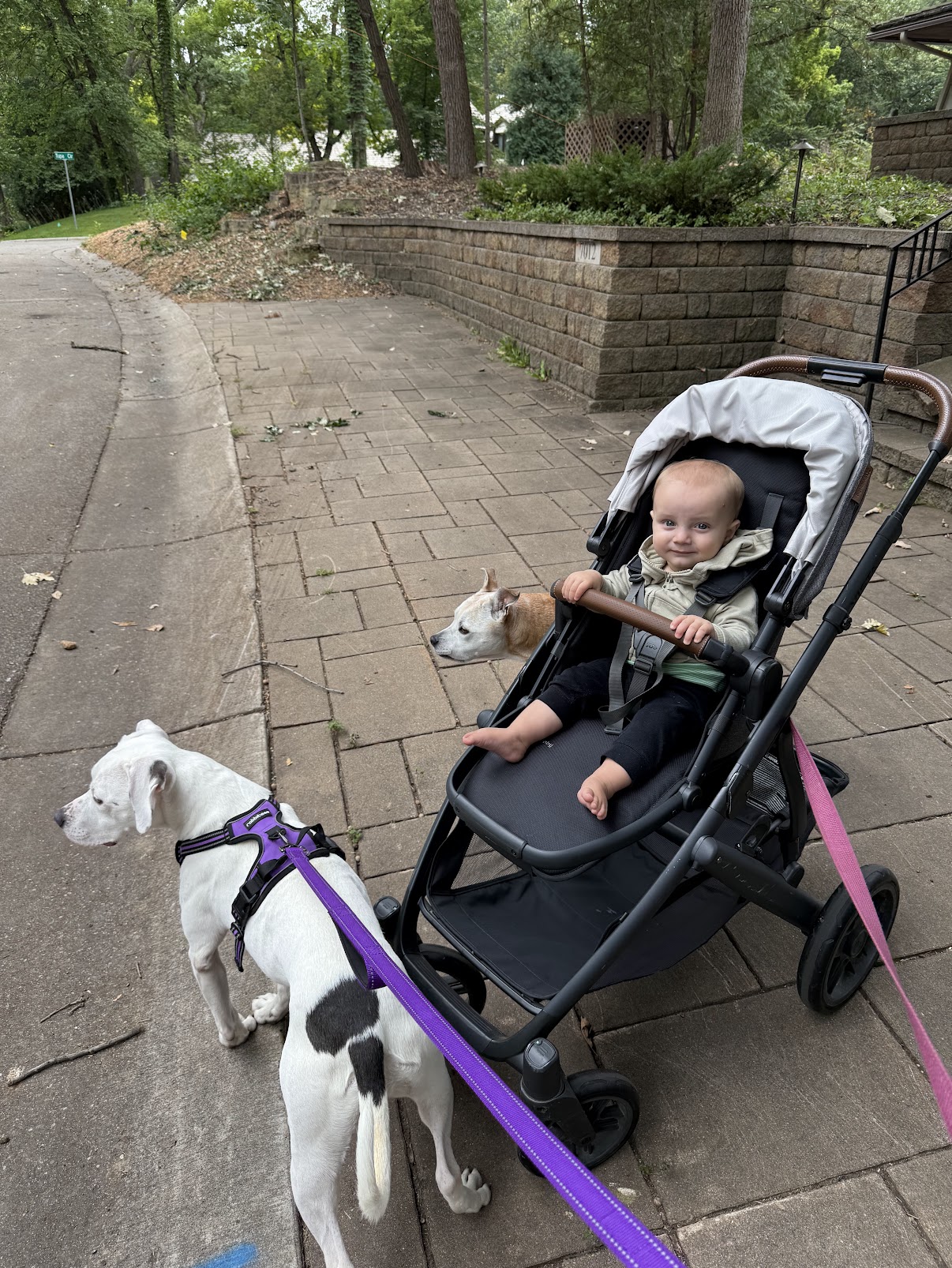 A baby in a stroller flanked by two pitbulls on an Edina street with mature trees